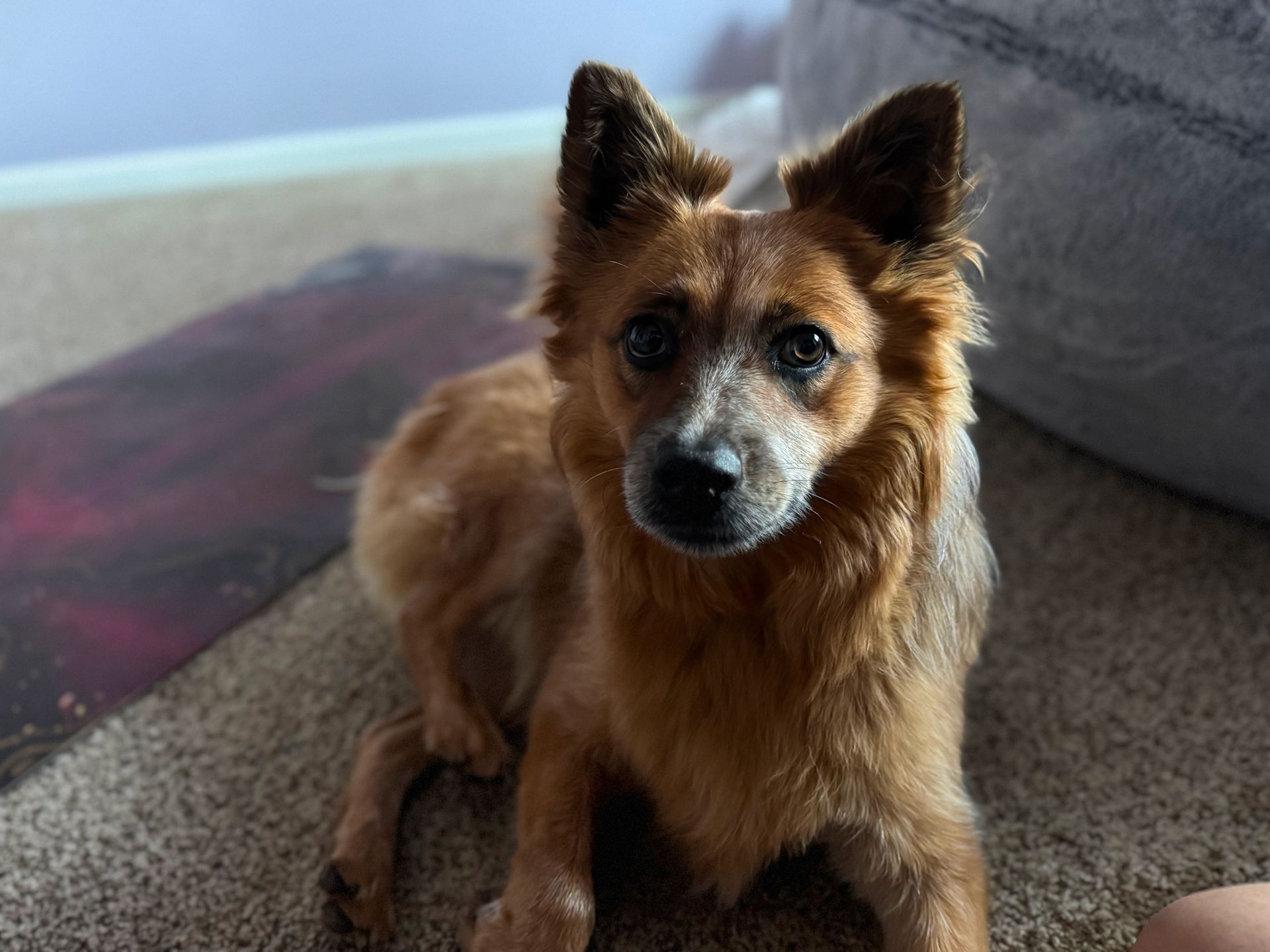 OUR PARTNERS IN PAWS