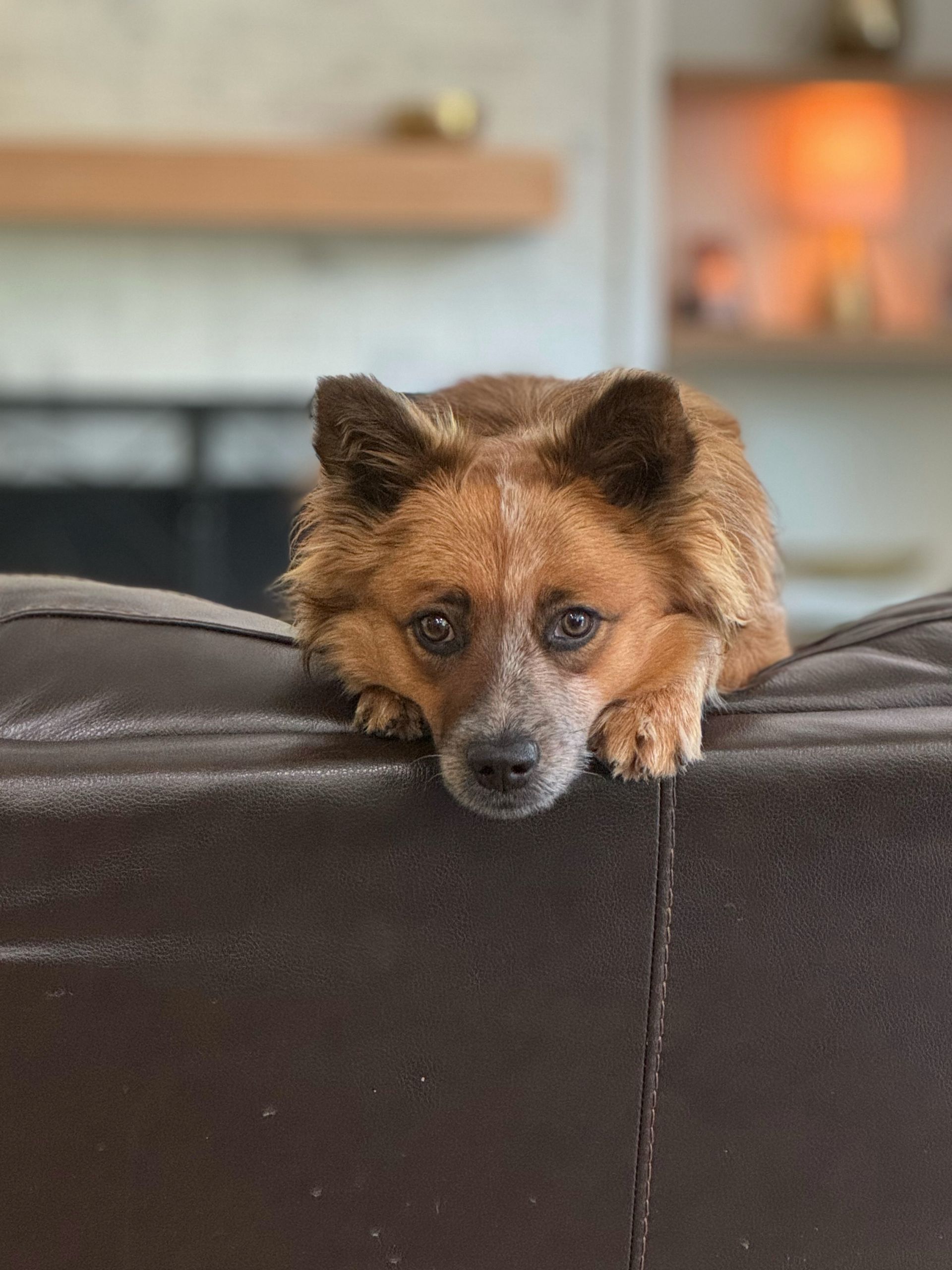 photos of australian cattle dog