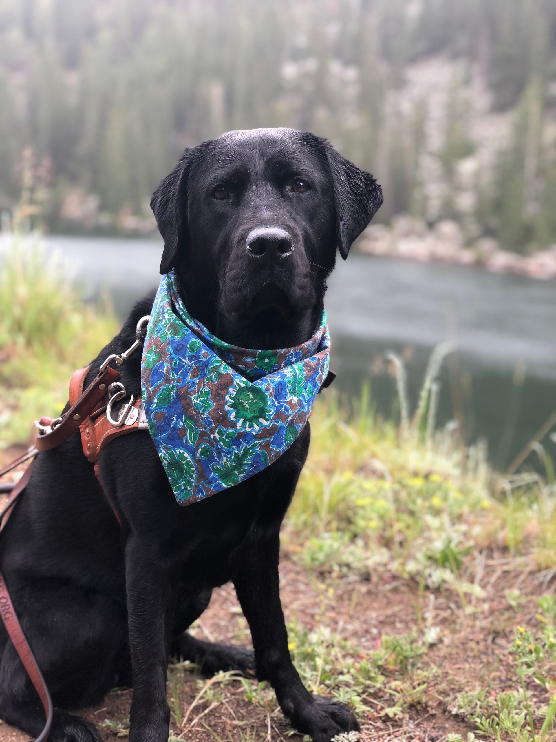 ANIMAL LAW, COLORADO