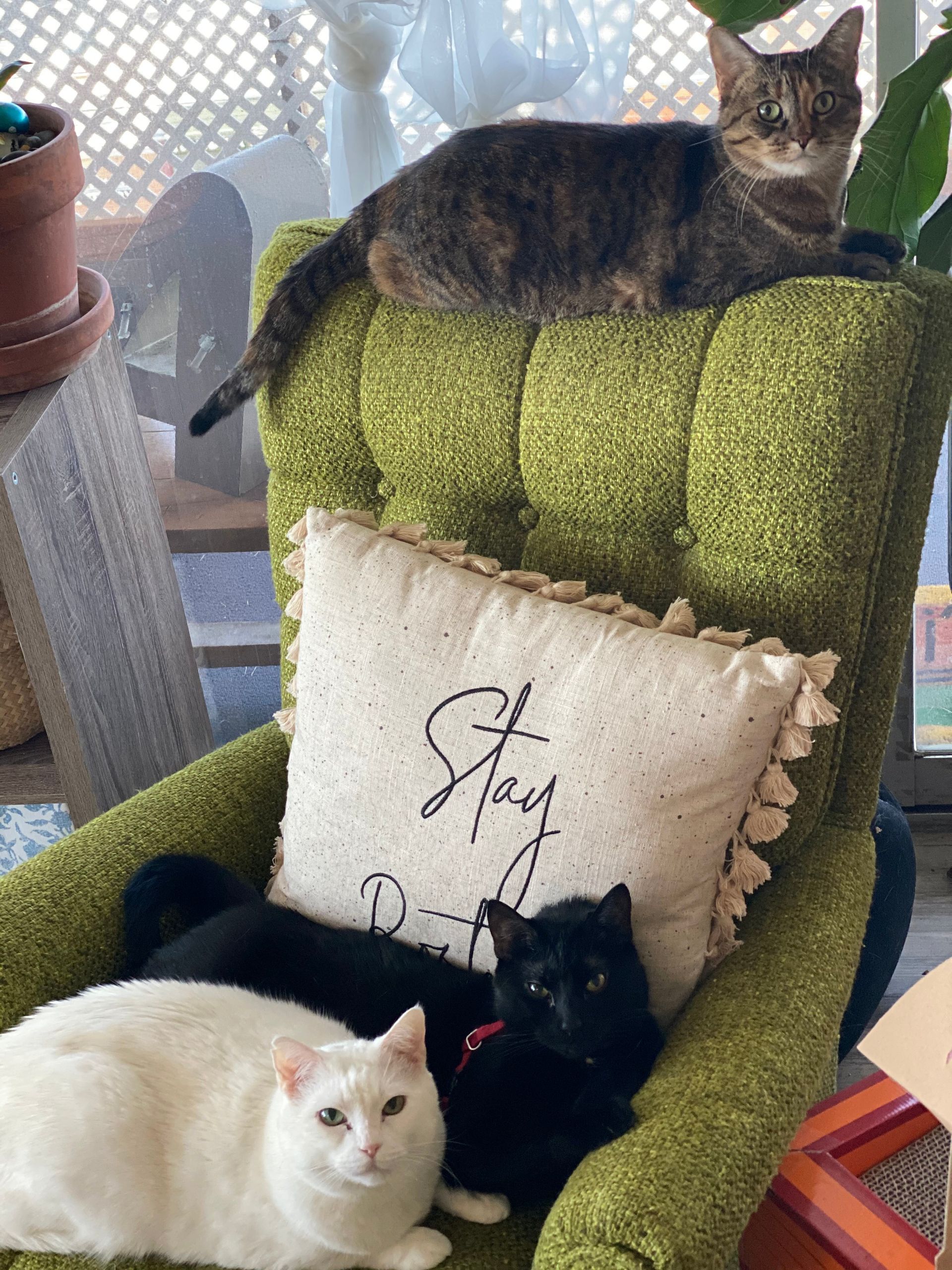 OUR PARTNERS IN PAWS