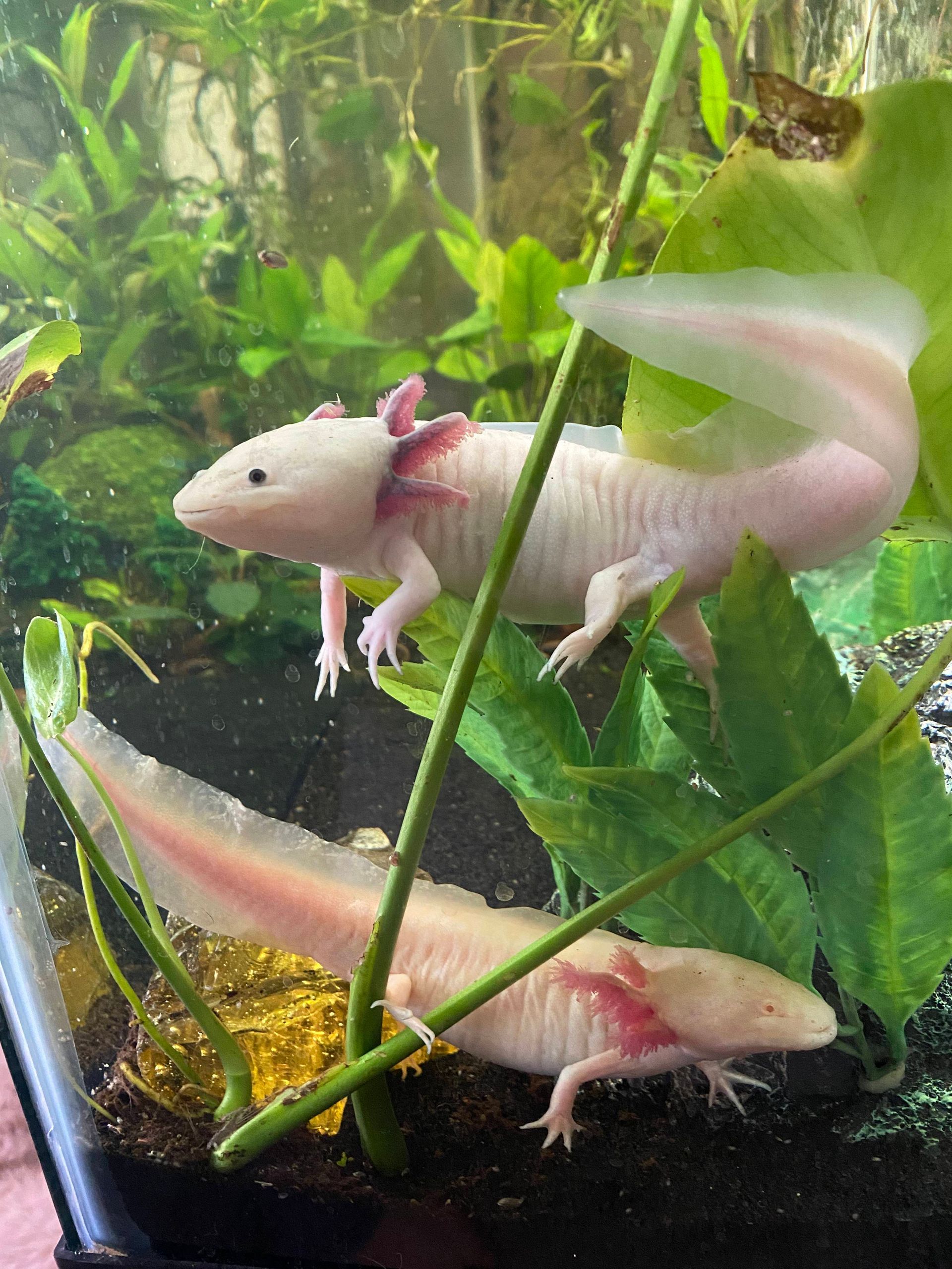 OUR PARTNERS IN PAWS