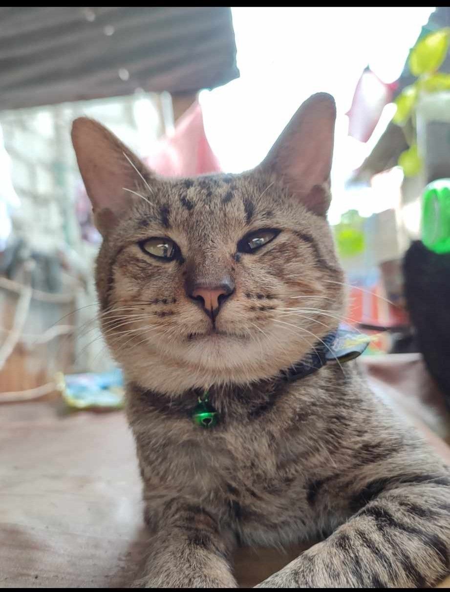 OUR PARTNERS IN PAWS