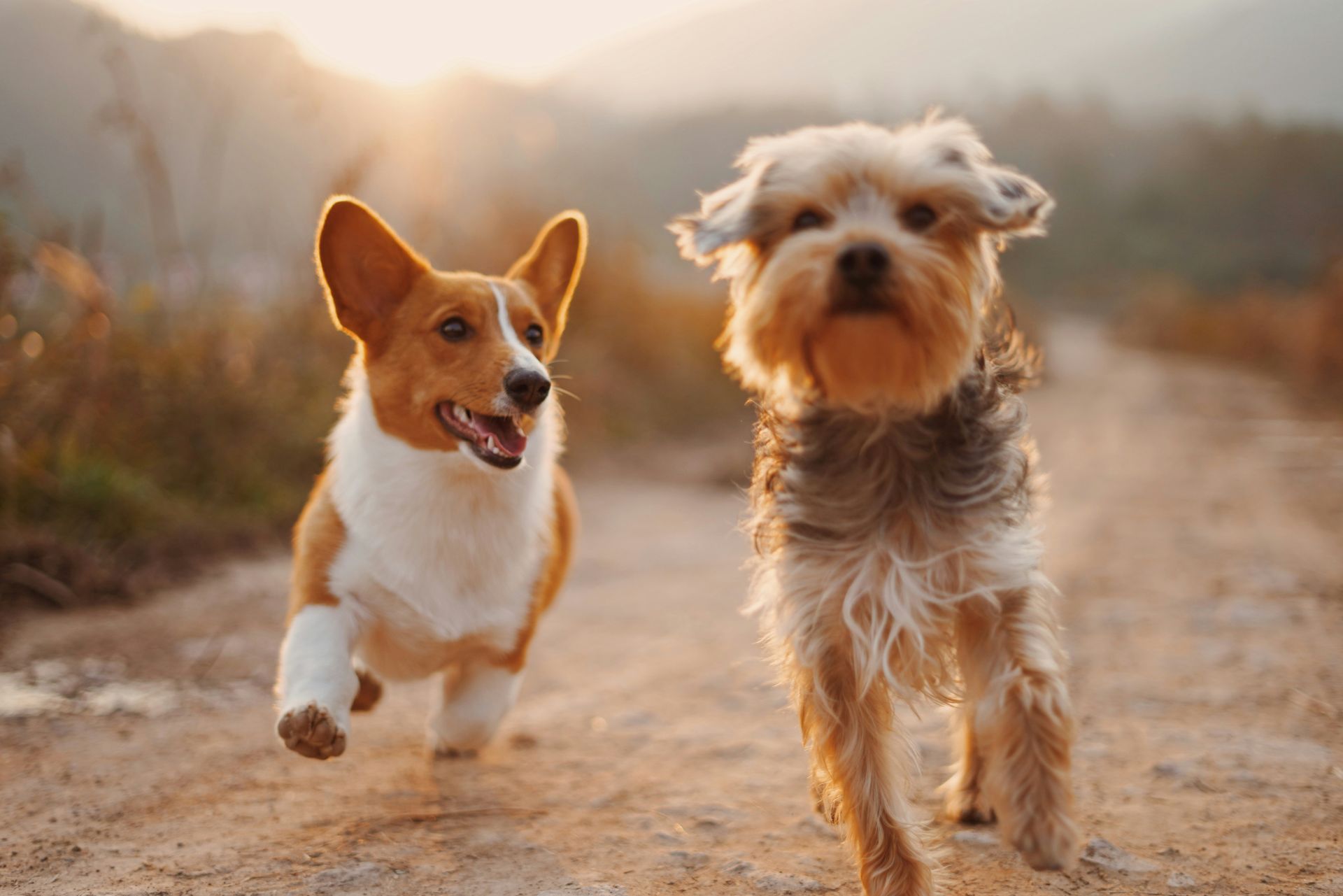 ANIMAL LAW MATTERS