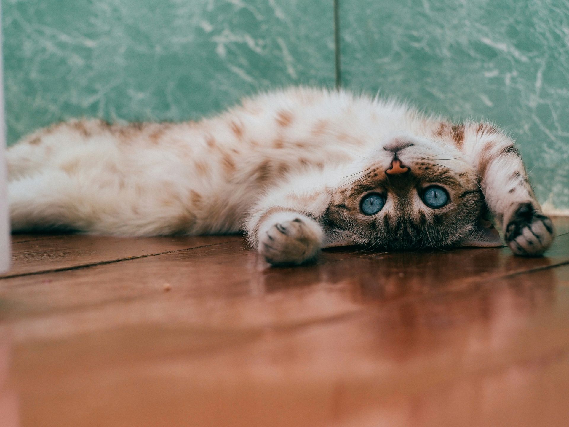 ANIMAL LAW MATTERS