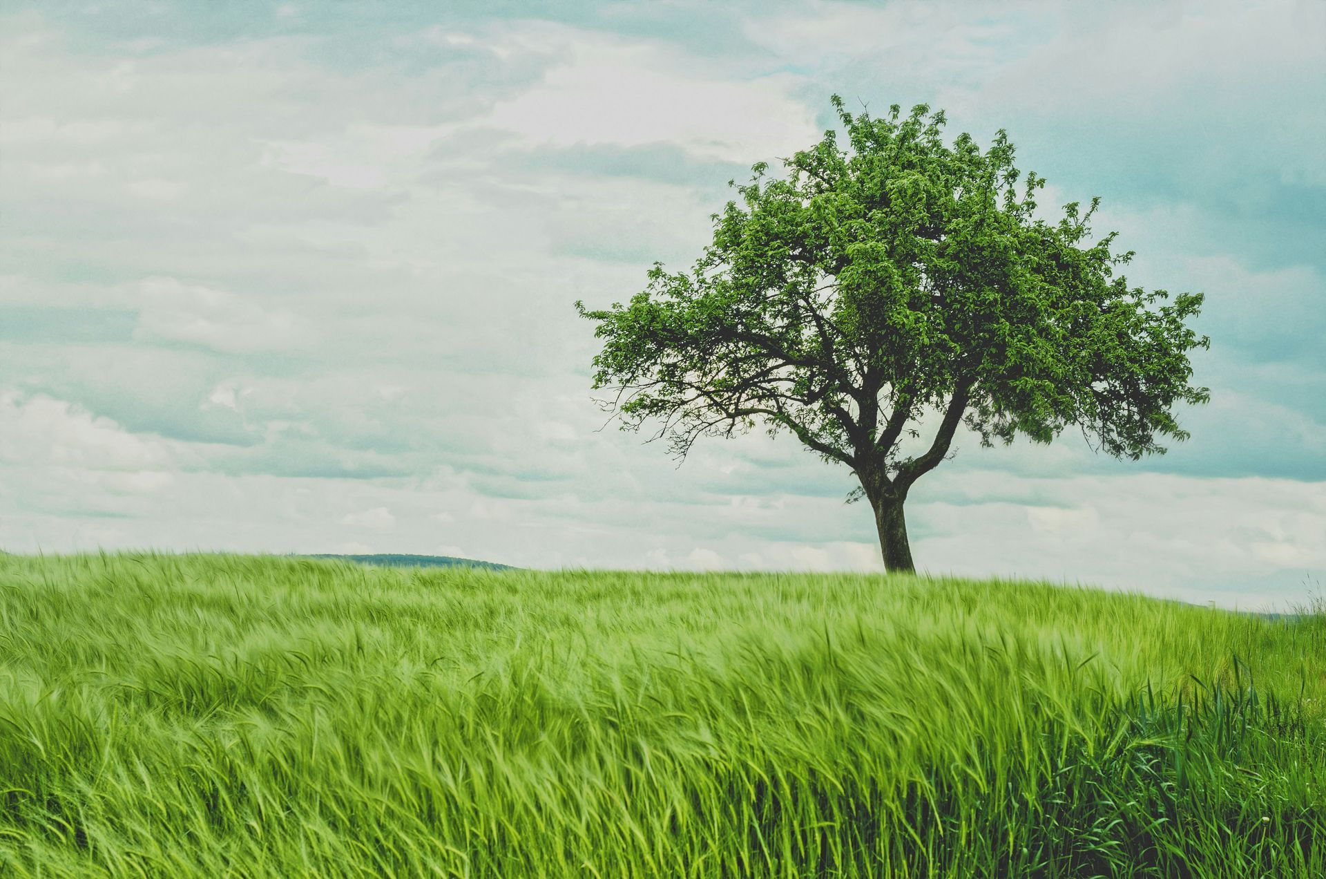 A grass paddock and lone tree.