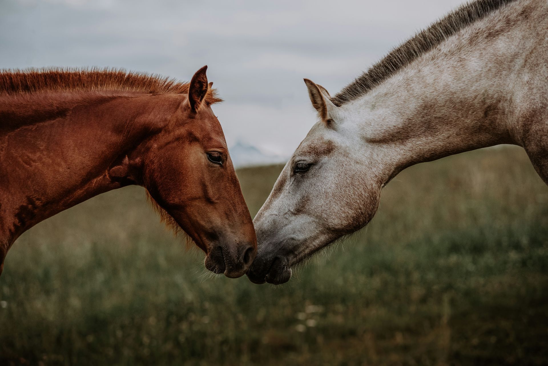 ANIMAL LAW MATTERS