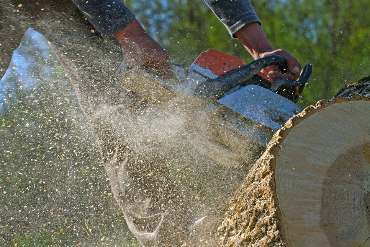 a person is cutting a tree with a chainsaw .