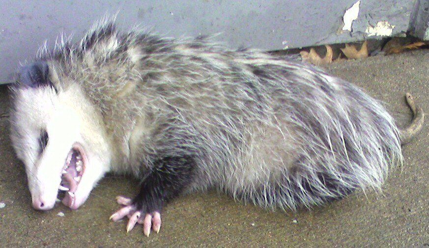 Dead Animal, Animal Carcass Removal
