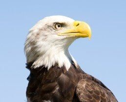 American Bald Eagle with sharp eye — Advanced Alarm Company, Colorado Springs CO 80907, USA