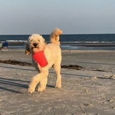 A dog is holding a frisbee on the beach.