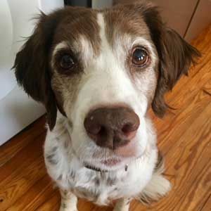 Brown and white dog with soft brown eyes looking up at the camera.