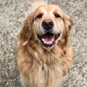 Golden retriever with open mouth, smiling, light brown fur, close-up.