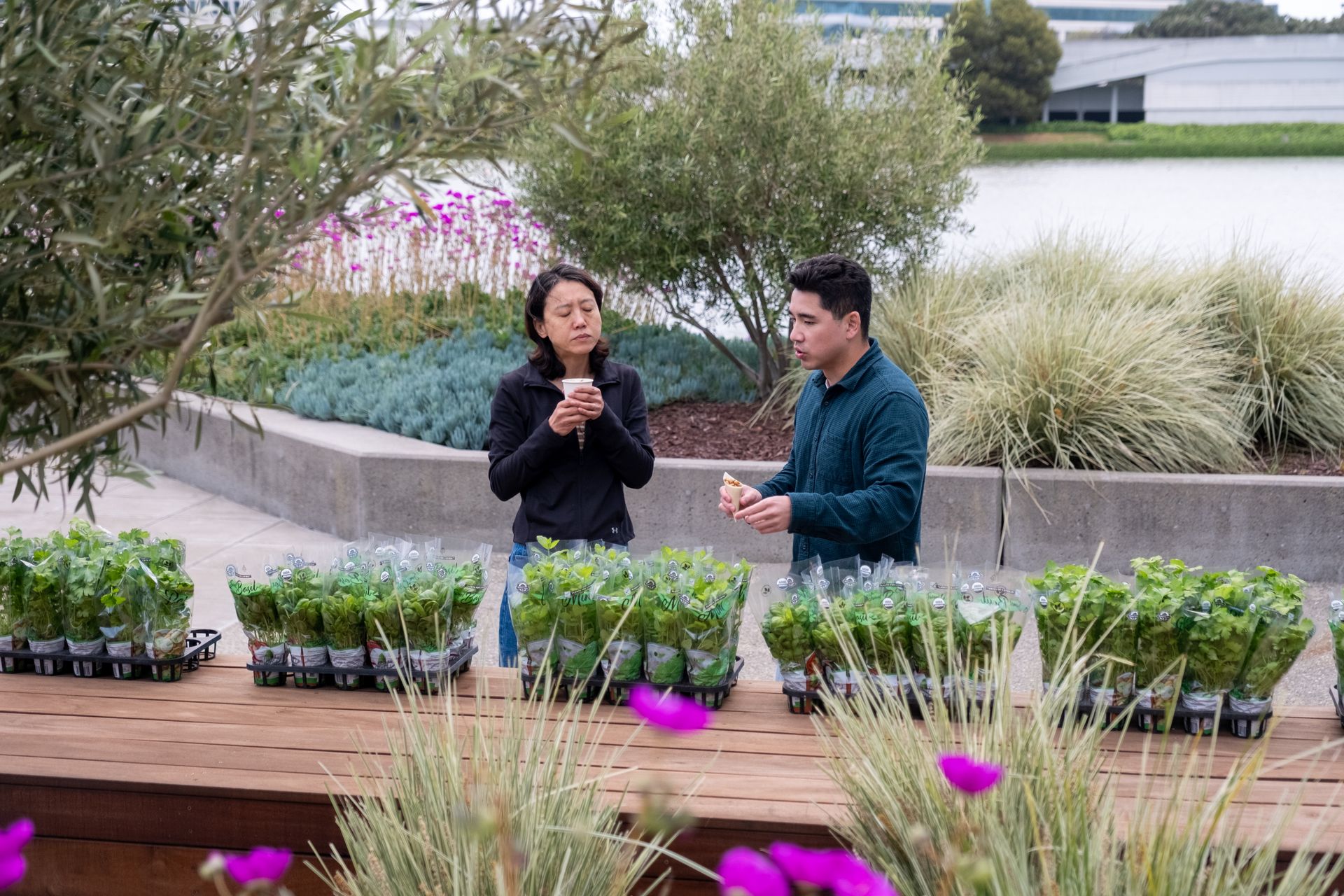 Two people examining basil plants outdoors. A body of water and building are in the background.
