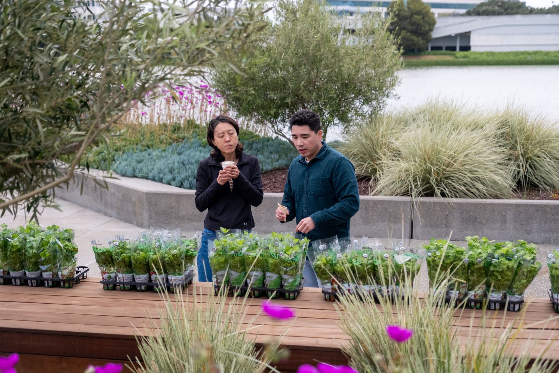 Two people examining basil plants on a table, outdoors near water and other greenery.