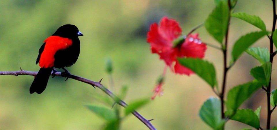 birds on flower