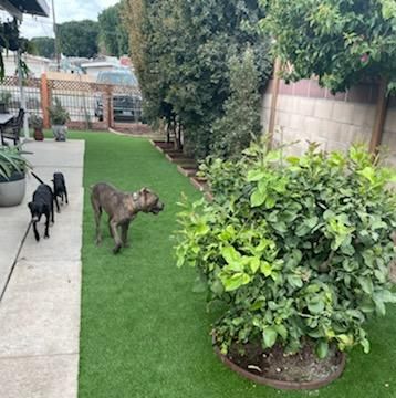 Multiple dogs on artificial pet turf