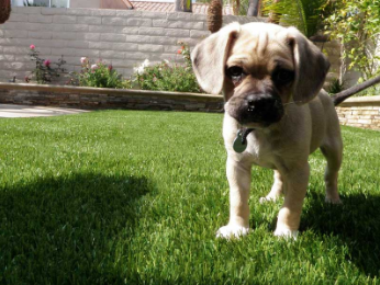 puppy safe artificial grass
