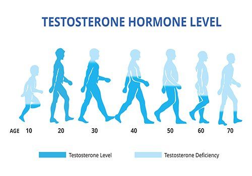 Testosterone Hormone Level