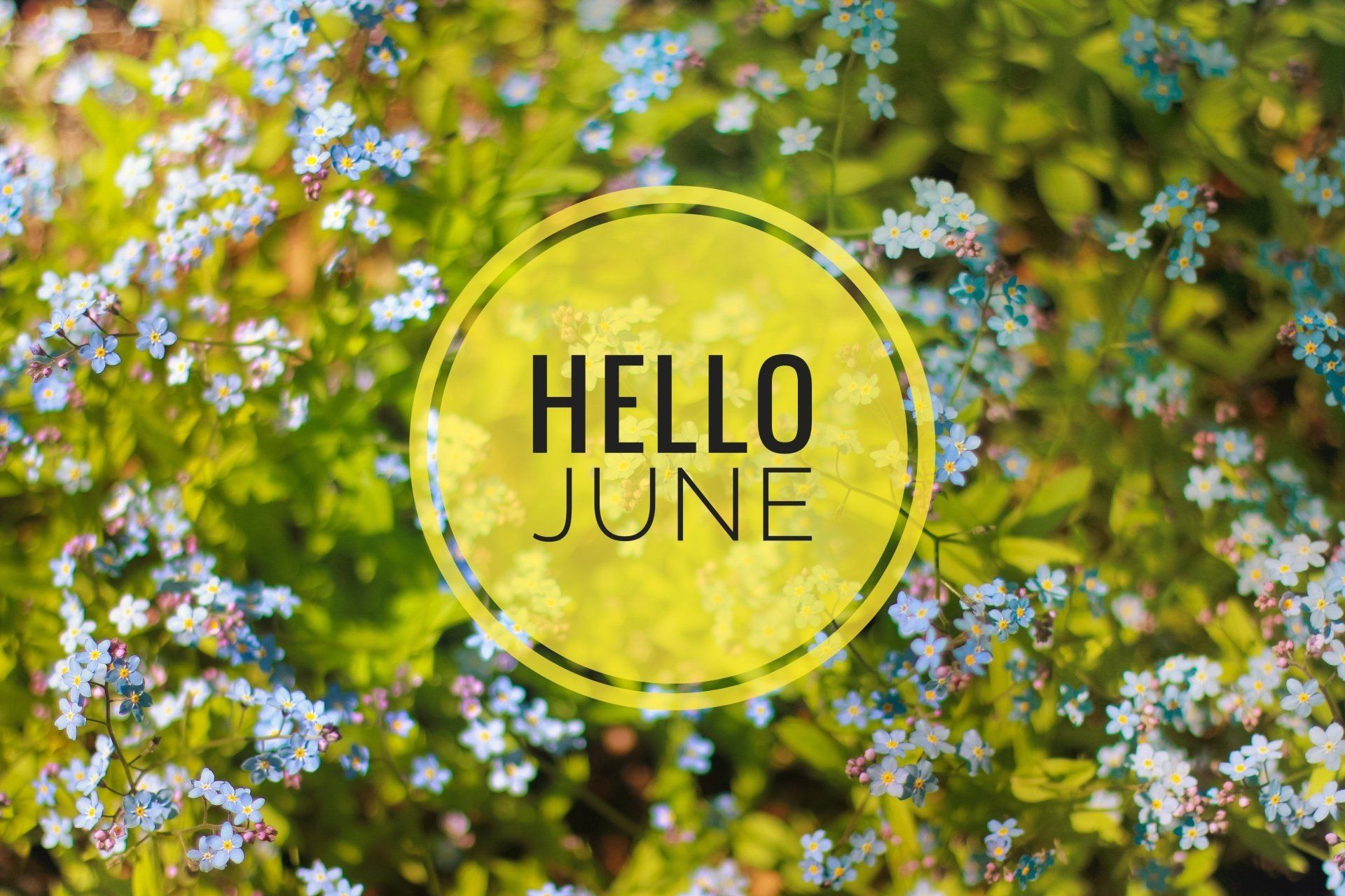 Hello june картинка