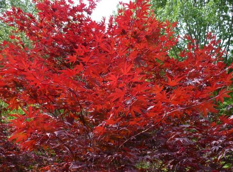 Azelea - our garden