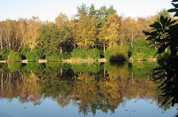 Pond - Lightwater Country Park