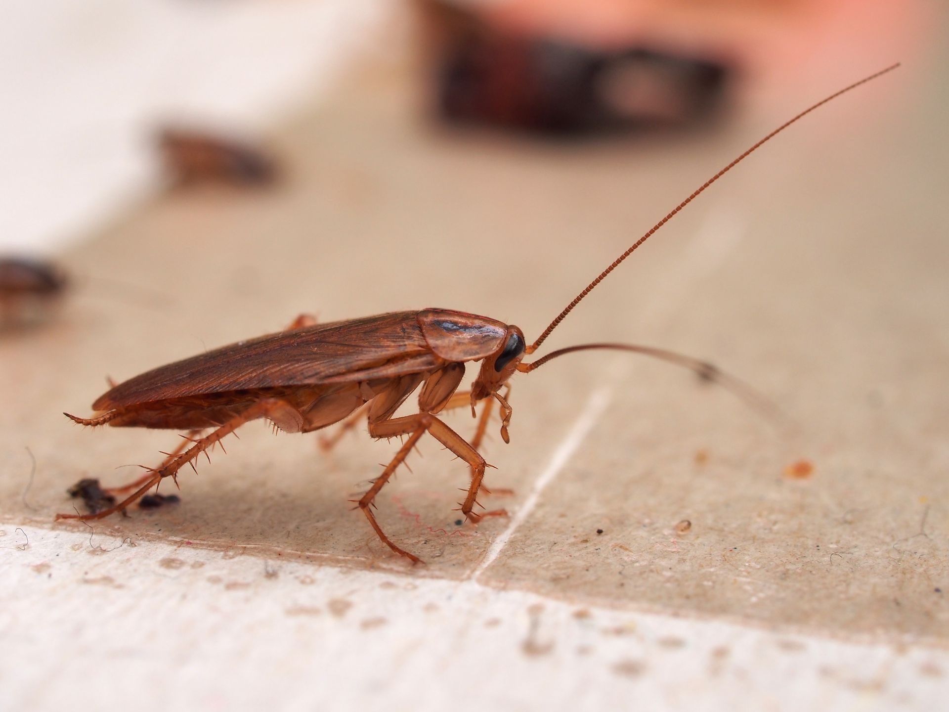 A cockroach is crawling on a tile floor.
