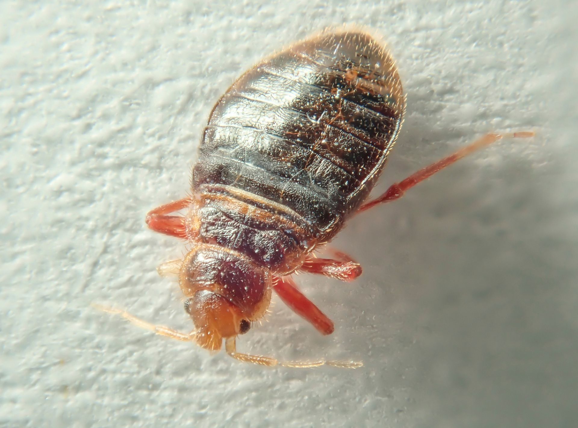 A bed bug is sitting on a white surface.