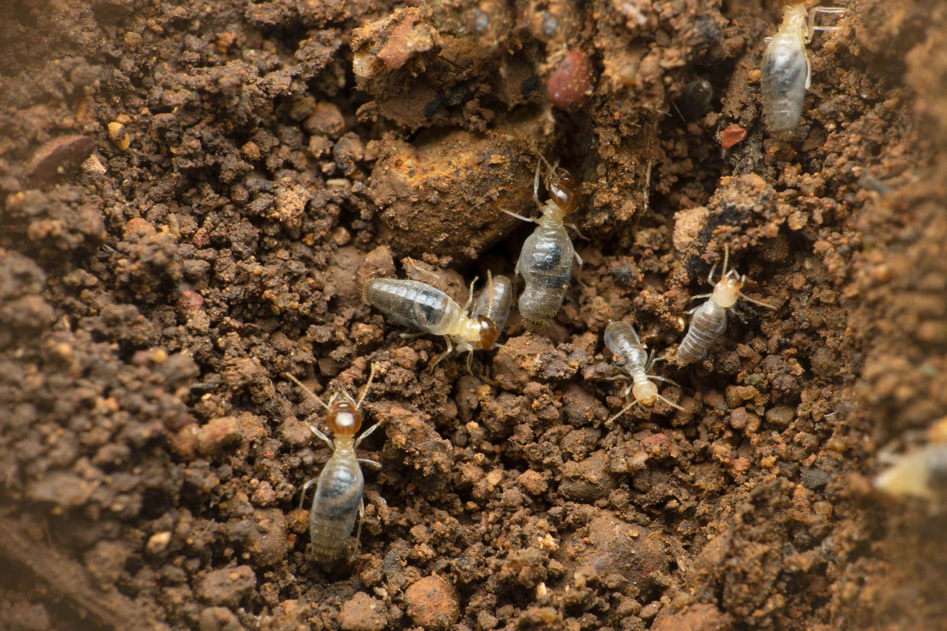 A group of termites are crawling on the ground.