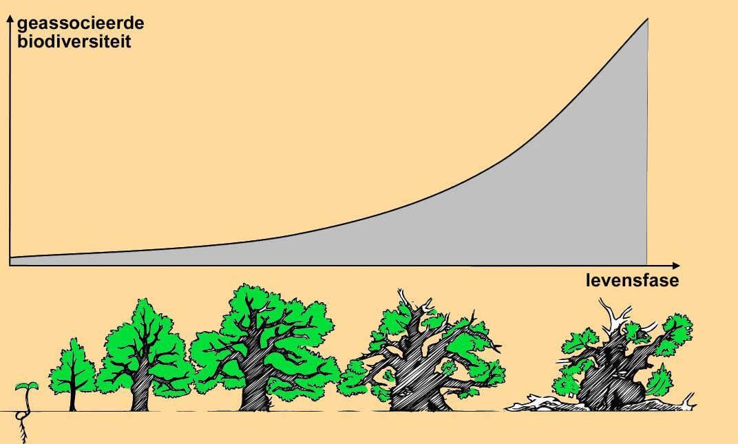 Viridis_Mundis_Levensloop_veteraan_boom_biodiversiteit