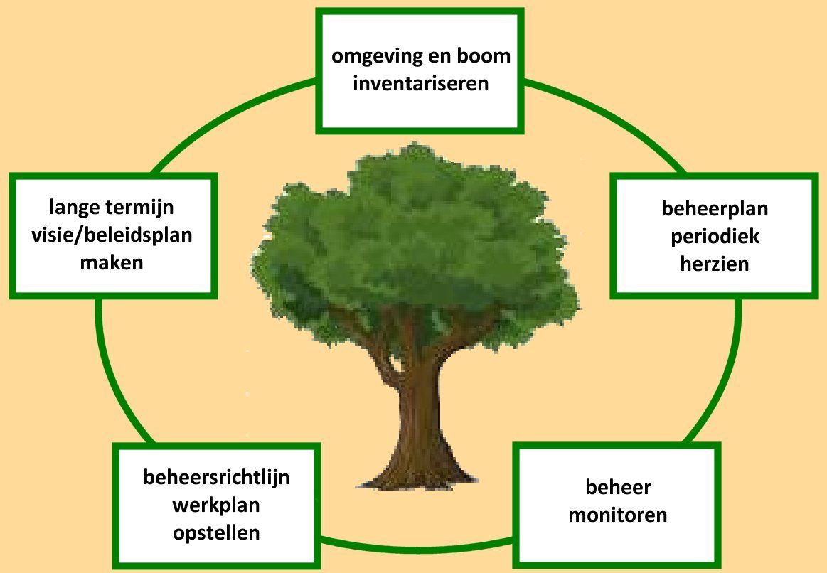 Viridis_Mundis_inventarisatie_beheerplan_voortbestaan_van_uw_veteraanboom