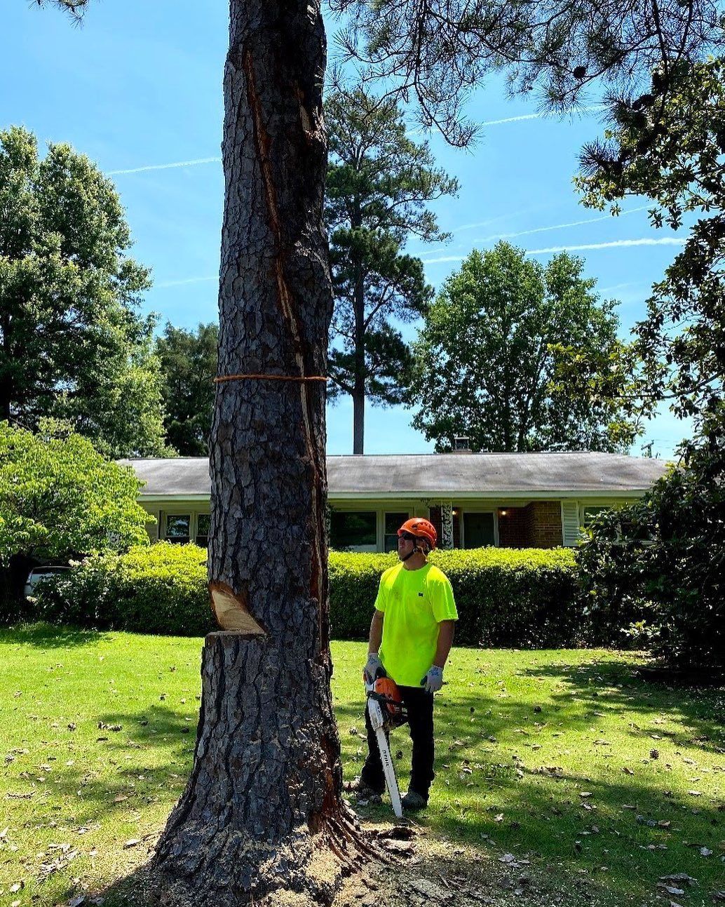 Man in neon shirt using a chainsaw to cut down a tall tree outdoors on a sunny day.