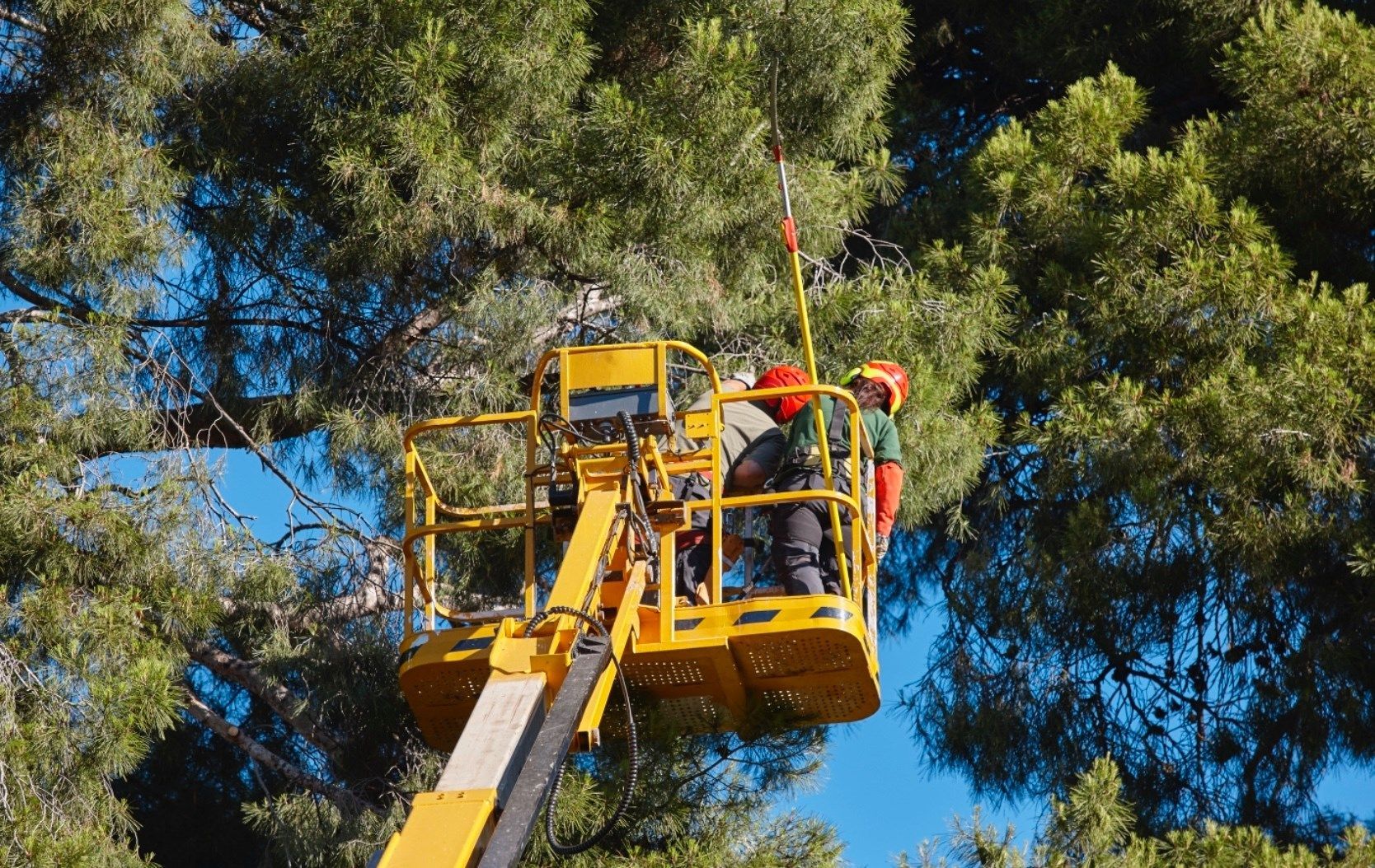 Arborist in a yellow lift truck trimming a large tree against a blue sky.