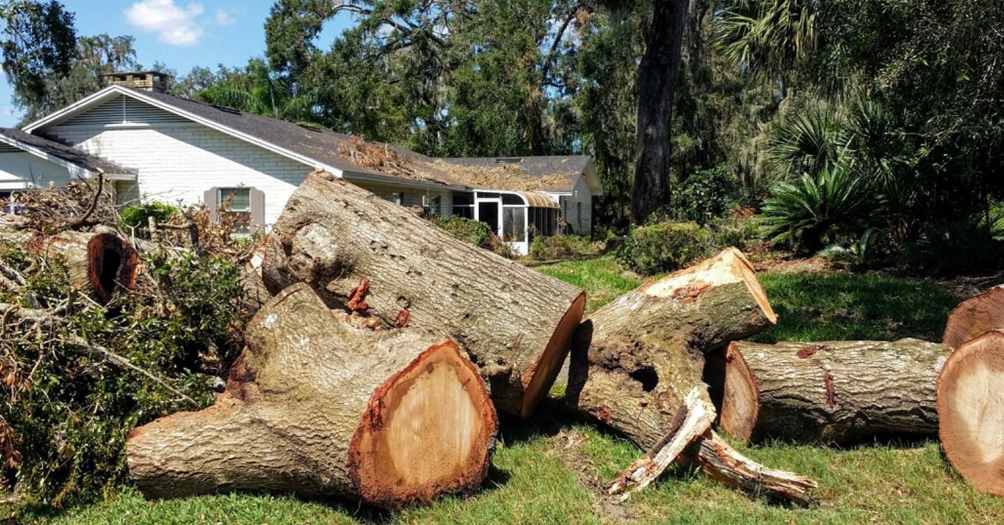 Cut tree logs on grass in front of a white house; sunny outdoor setting.