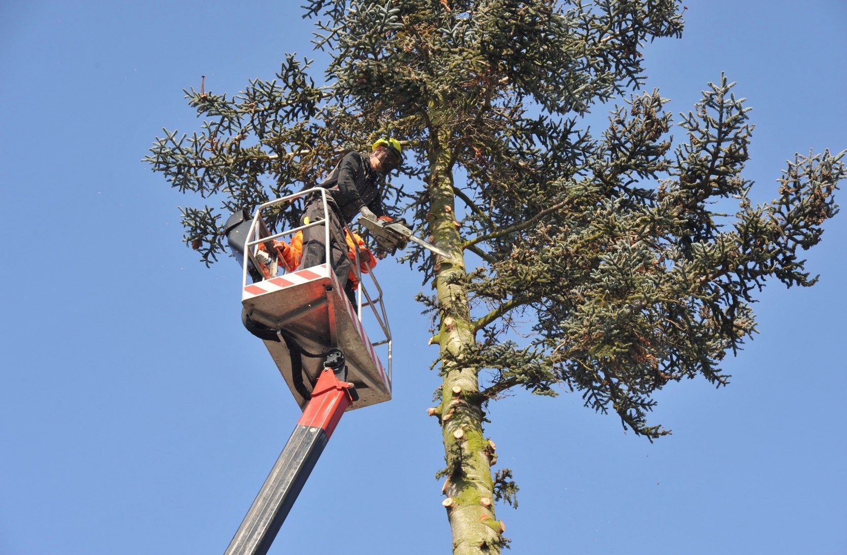 Tree trimmer in a lift cutting branches of a tall evergreen tree against a blue sky.