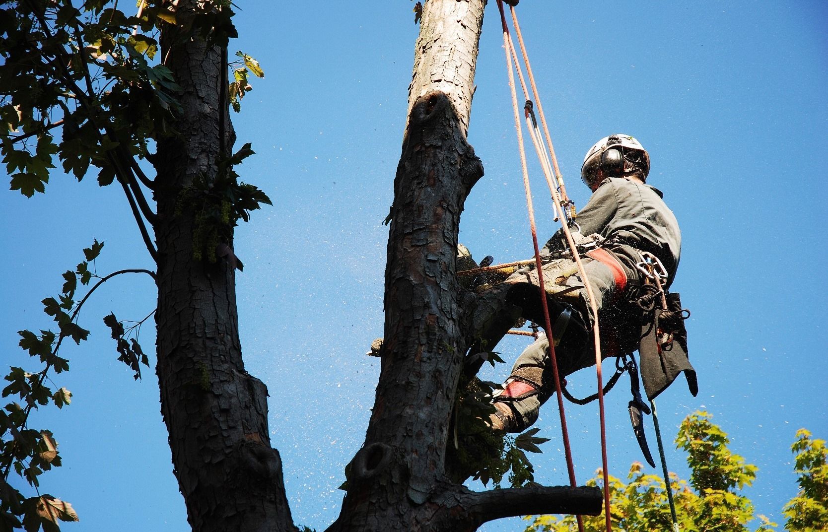 Arborist in a tree, wearing safety gear, using ropes and tools against a blue sky.