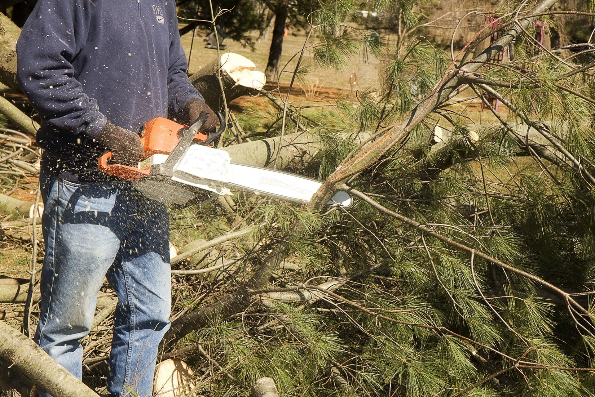 Man in blue shirt and jeans using a chainsaw to cut tree branches outdoors.