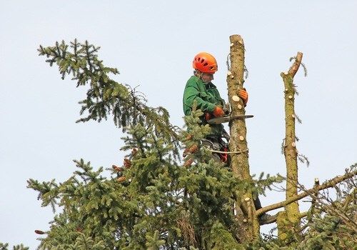 Arborist in orange helmet and green jacket using a chainsaw to trim a tree.