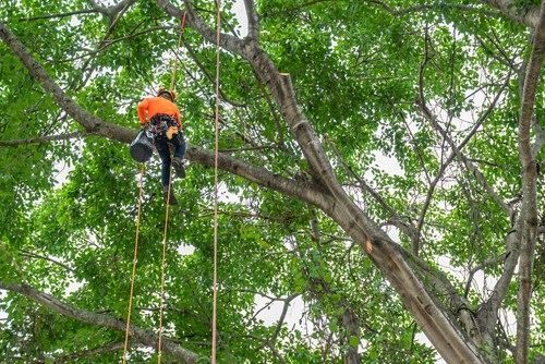 Arborist in an orange shirt, black pants, and gear, climbing a tree to trim branches.