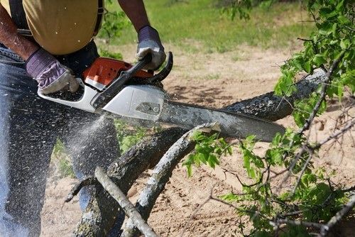 Person using a chainsaw to cut through a tree branch, creating sawdust; outdoors.