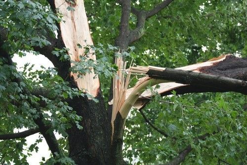 Large tree with a broken trunk and branch, damaged by a storm, in a green, natural setting.