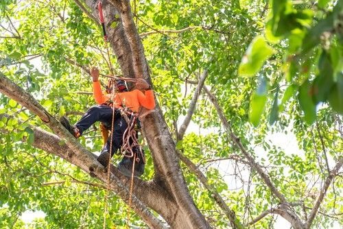 Arborist in orange shirt trimming a large tree with rope and safety harness in a bright green outdoor setting.