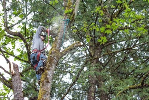 Arborist in harness cutting a tree limb with a chainsaw.