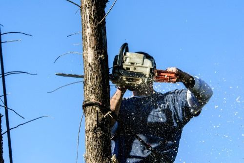 Person in blue shirt uses a chainsaw to cut a tree against a clear blue sky.