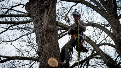 Arborist, wearing safety gear, secured in a tree, sawing off a limb.
