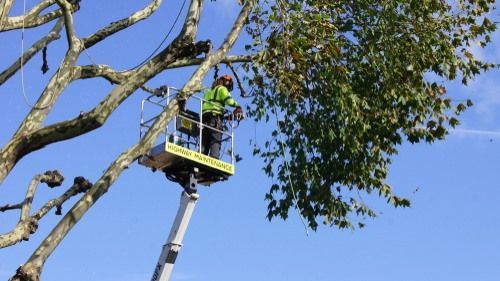 Arborist in a lift pruning a large tree, wearing safety gear, against a blue sky.
