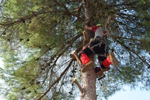 Arborist in red and gray safety gear, climbing a tree with spiked boots, sunny day.