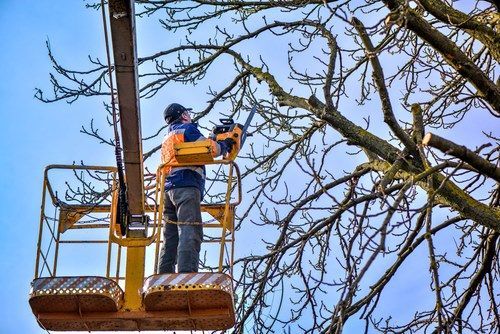 Man in a lift platform using a chainsaw to trim a tree. Blue sky background.