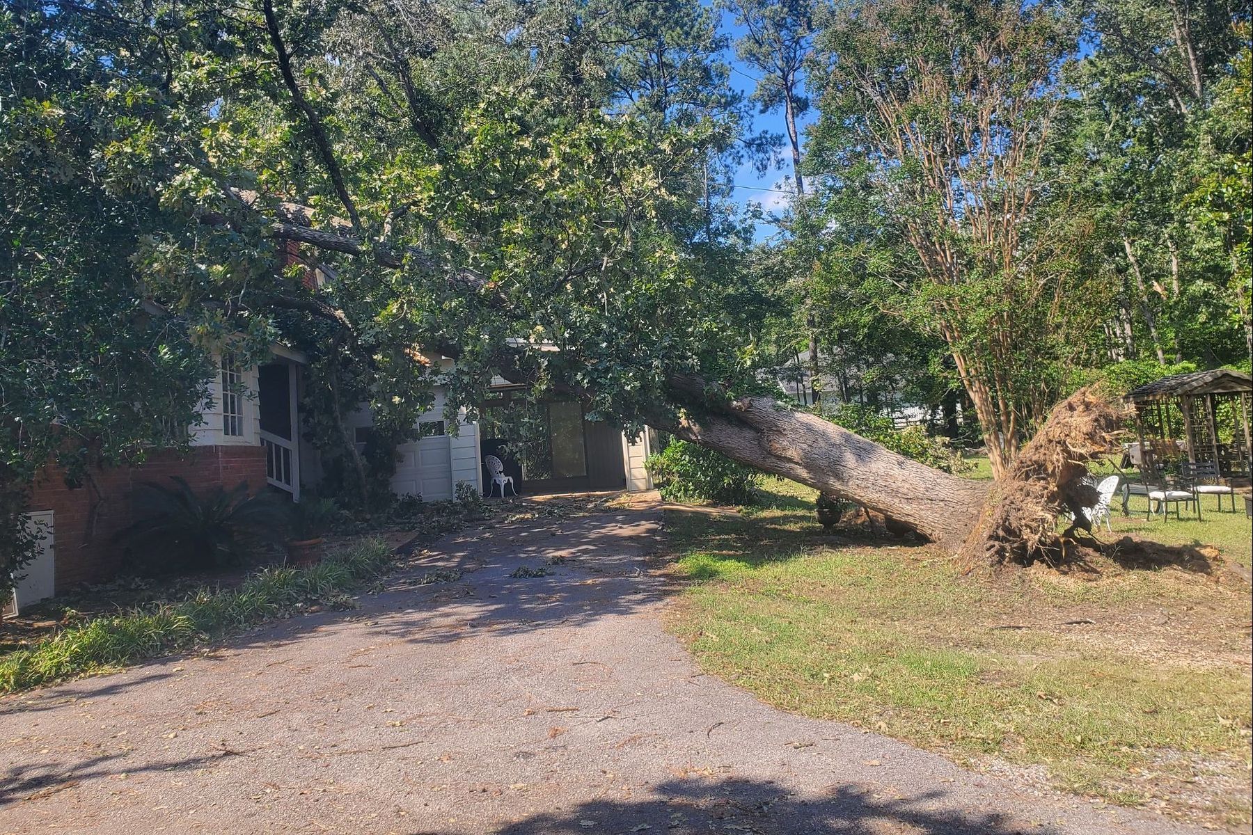 Fallen tree over a house, blocking the driveway. Green leaves and trunk, brown gravel drive.
