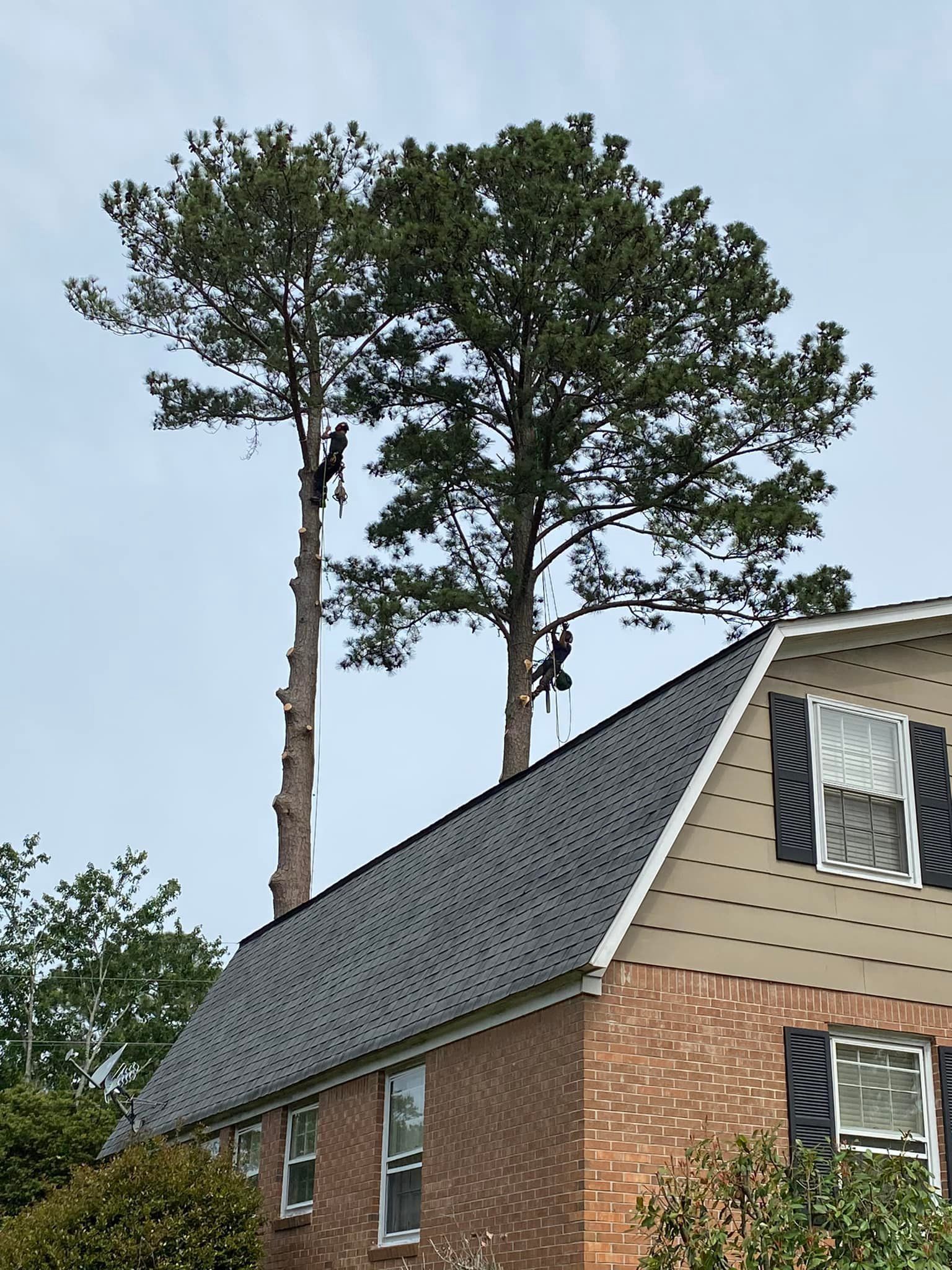 Two tall trees being trimmed behind a brick house with black shutters and a dark roof.