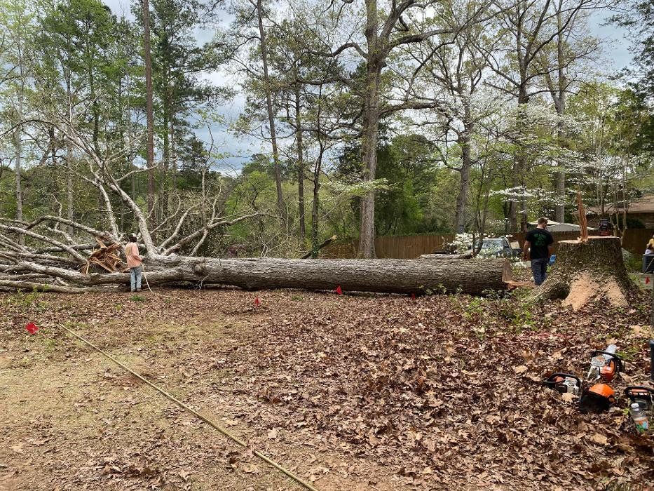 Fallen tree in yard; two people by it, one near cut trunk, other at the fallen branches. Trees in background, overcast sky.